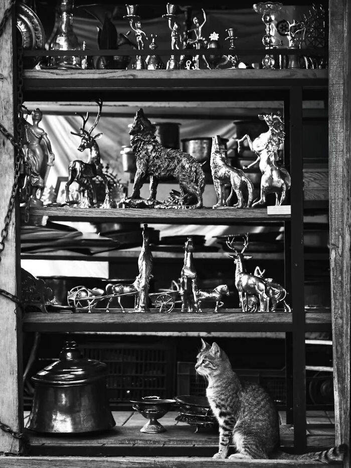 A black and white perfectly timed street photo by Mehmet Bayram shows a cat sitting on a shelf below various metal animal figurines.