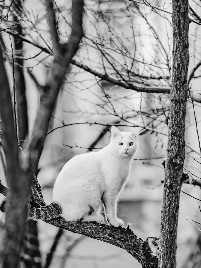 A black and white perfectly timed street photo by Mehmet Bayram shows a white cat perched on a tree branch, looking intently.