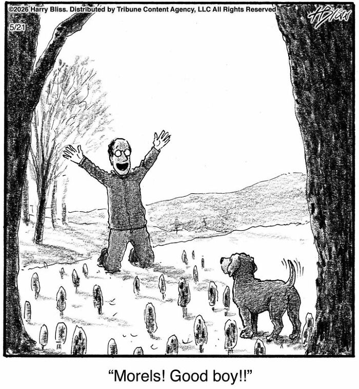 Funny dog comics by Harry Bliss: a man kneeling in a field of morels praises his pet dog.
