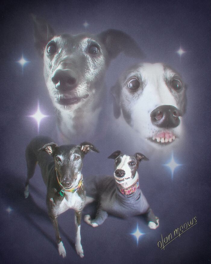 Funny '80s portrait treatment of pets showcasing two greyhounds with ghostly images of their faces in the background.