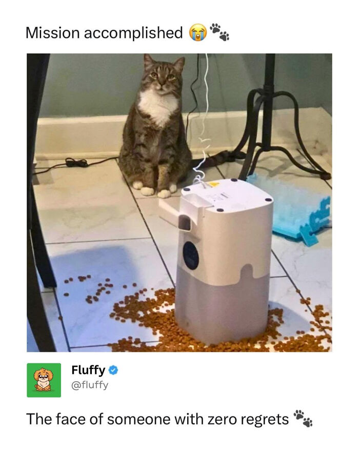 A cat sitting proudly next to an overturned automatic feeder, showcasing funny animal memes.