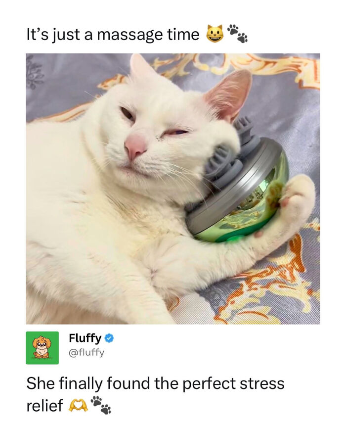 A fluffy white cat enjoying a head massage, a wholesome animal meme illustrating perfect stress relief.
