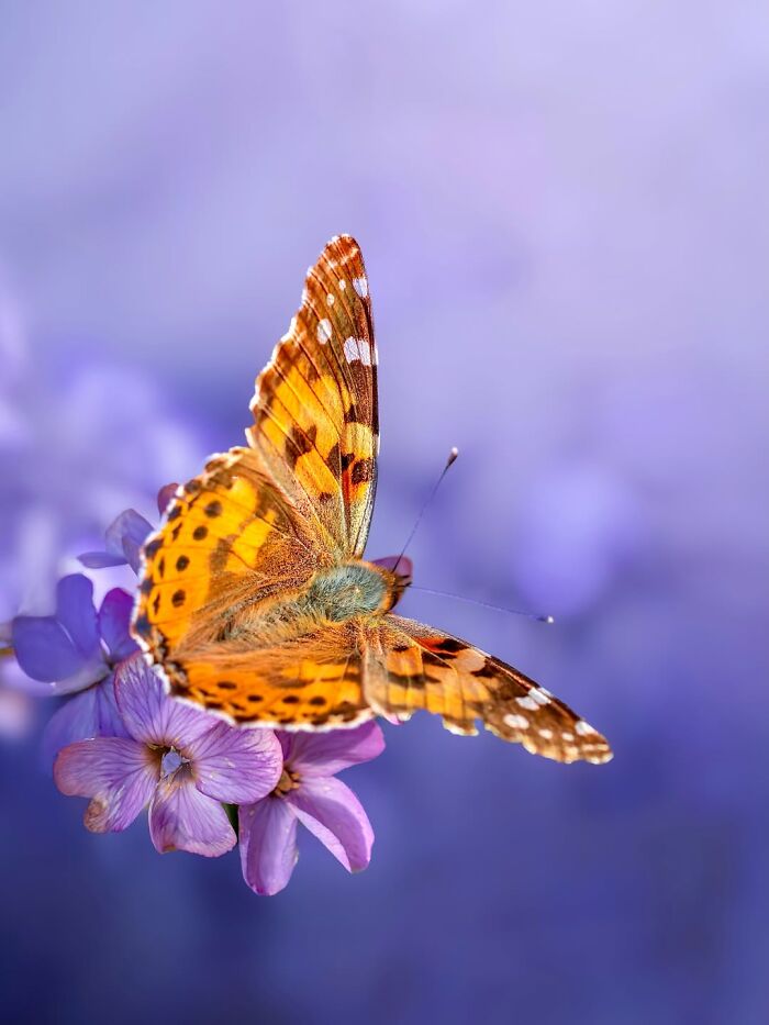 Photographyliss Macro Photo