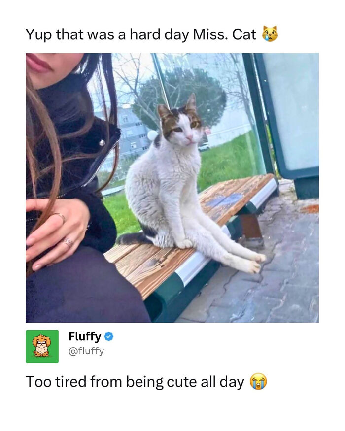 A cat sitting upright on a bench next to a person, looking tired, a wholesome animal meme of a long day.