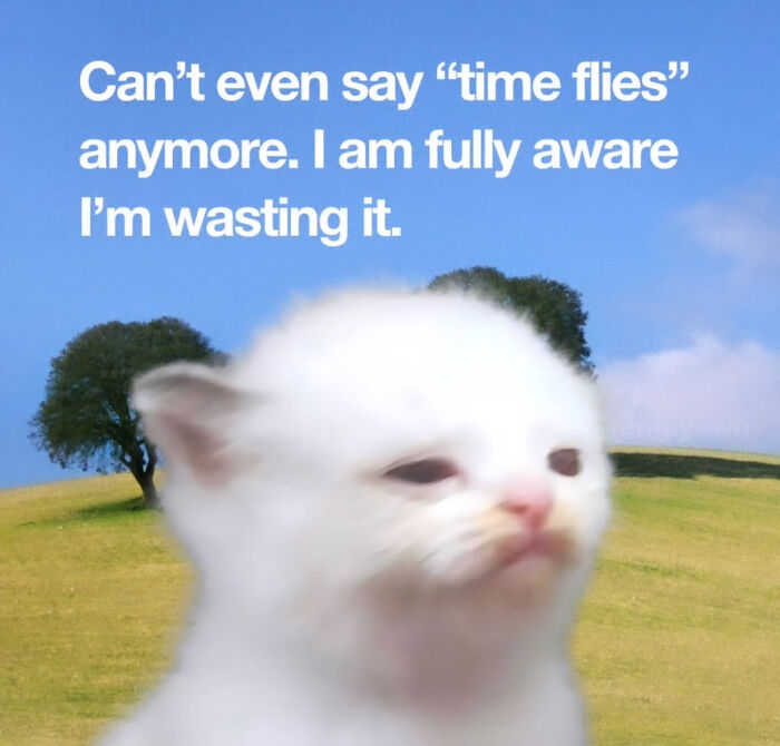 A sad-looking white kitten in a field, accompanied by text about wasting time, a relatable cat meme.