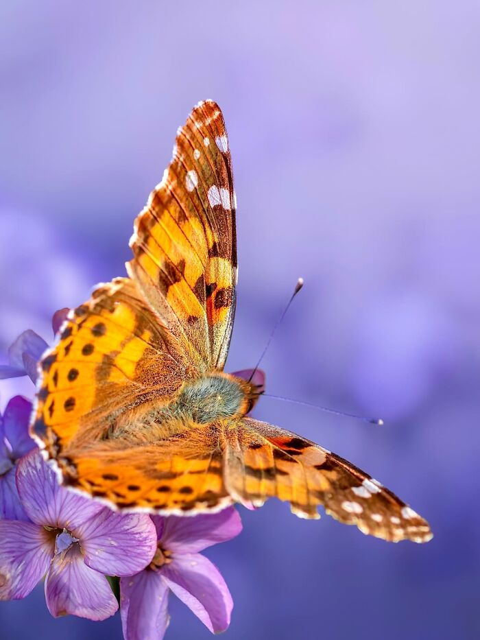 Photographyliss Macro Photo