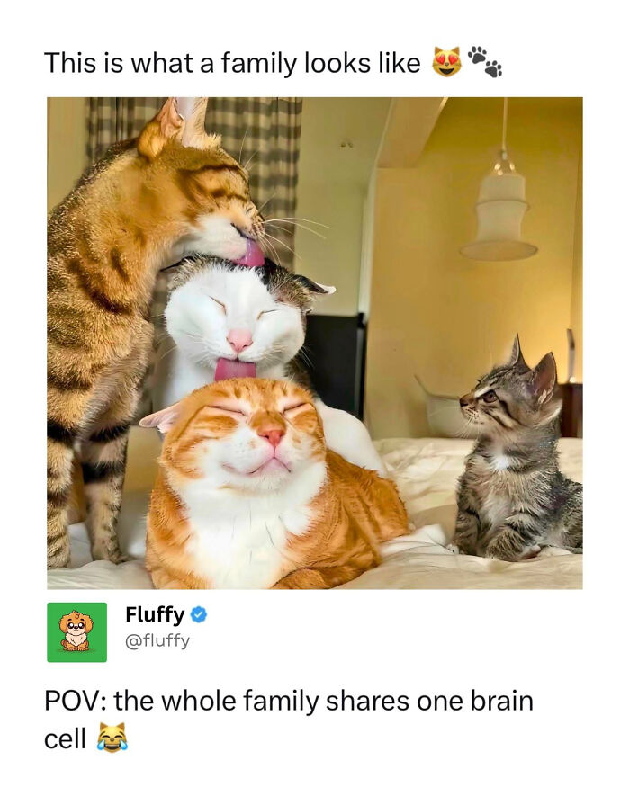 A family of cats grooming each other, a wholesome animal meme demonstrating feline family affection.