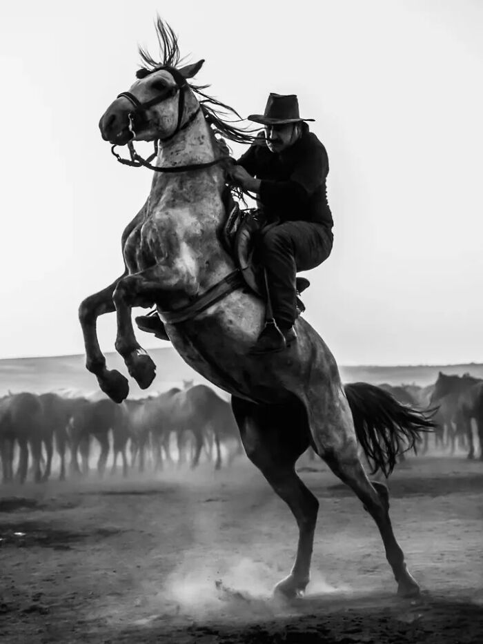 A black and white perfectly timed street photo by Mehmet Bayram features a cowboy on a rearing horse amidst a herd.