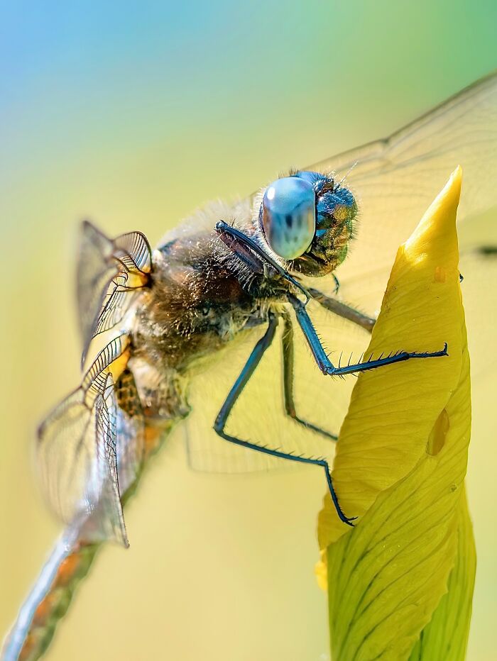 Photographyliss Macro Photo
