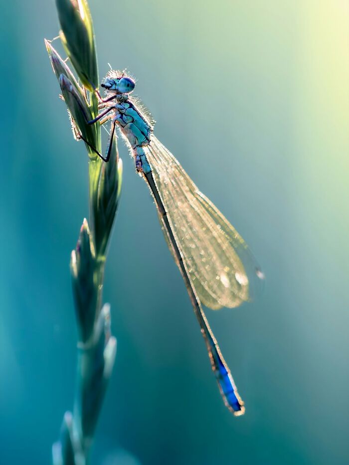 Photographyliss Macro Photo