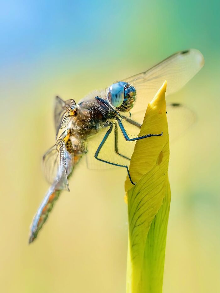 Photographyliss Macro Photo