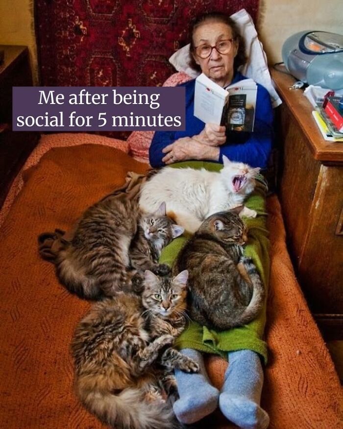 An elderly woman reading a book, surrounded by multiple cats. One cat is yawning loudly. The cat memes highlight life with a tiny four-legged menace.
