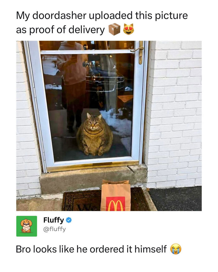 Wholesome animal memes: A funny, chunky cat sits by a door, looking at a delivery bag on the doorstep.