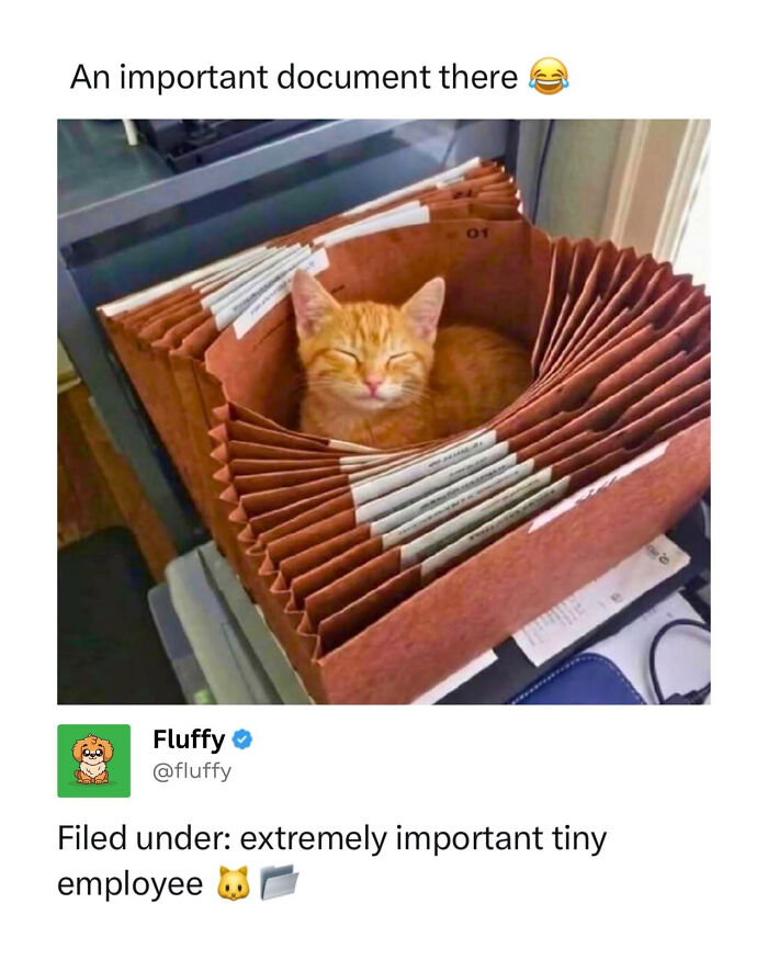 Wholesome animal memes: An orange kitten sleeping soundly inside a file organizer, looking like an important document.