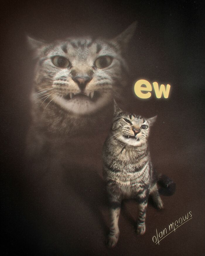 A tabby cat making a funny face with a snarling ghostly cat in an 80s portrait treatment. These pet portraits are hilarious.