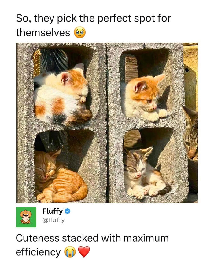 Wholesome animal memes: Four adorable kittens snuggled comfortably inside the individual compartments of a concrete block.