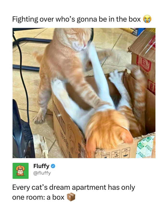 Wholesome animal memes: Two playful ginger cats wrestling playfully inside a cardboard box, enjoying their box fort.