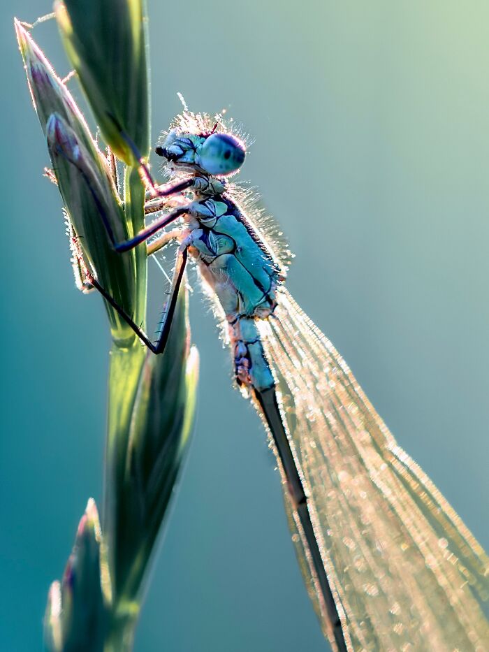Photographyliss Macro Photo