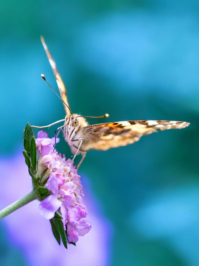 Photographyliss Macro Photo