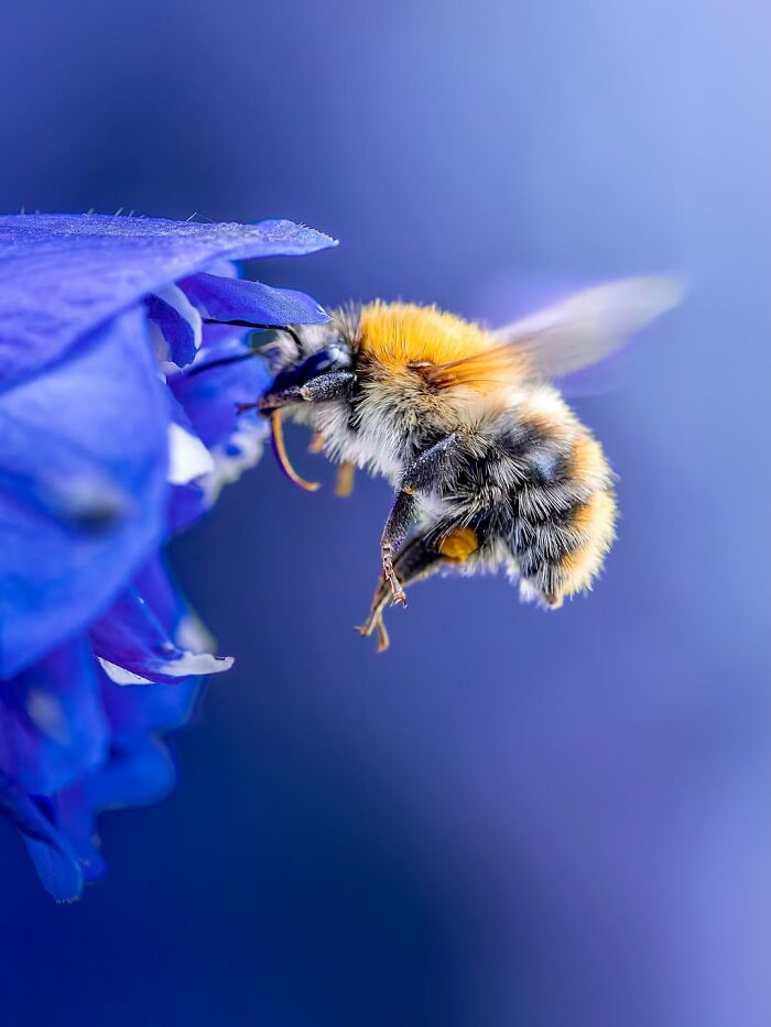 Photographyliss Macro Photo