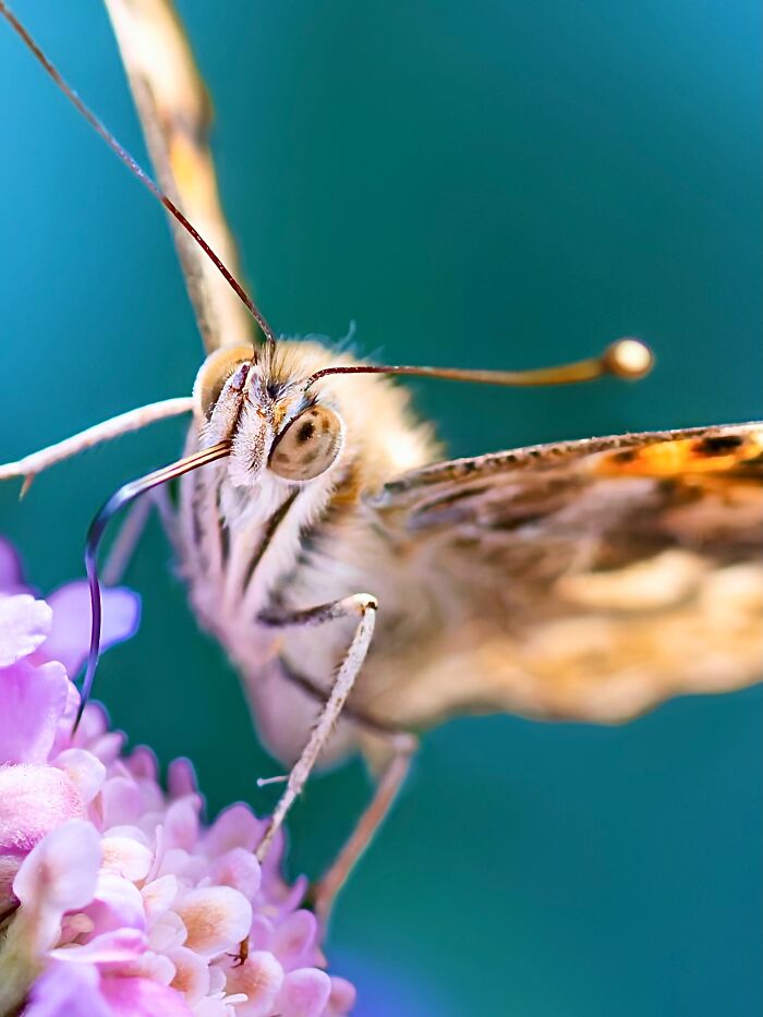 Photographyliss Macro Photo