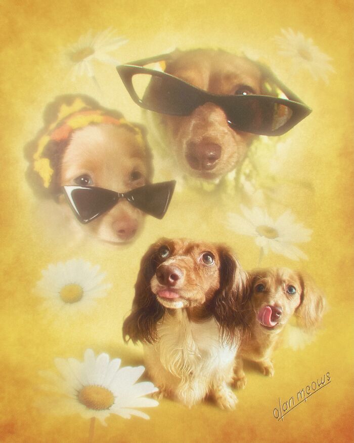Three dogs, two wearing sunglasses, in an 80s portrait treatment with daisies. These pet portraits are hilarious.