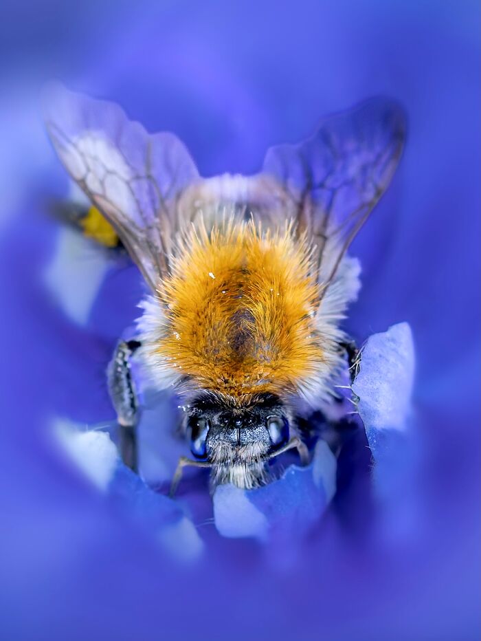 Photographyliss Macro Photo