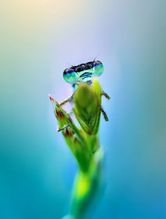 Photographyliss Macro Photo
