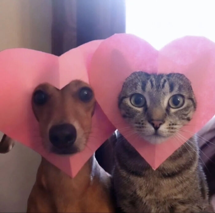 A dog and a tabby Cat-Memes wearing pink heart-shaped cutouts, looking directly at the camera with wide eyes.