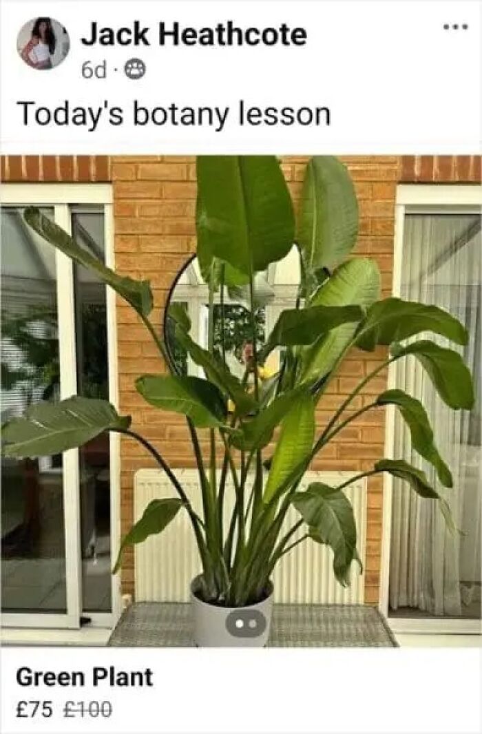 Online marketplace screenshot of a large green plant for sale, demonstrating some of the weird items found on online marketplaces.