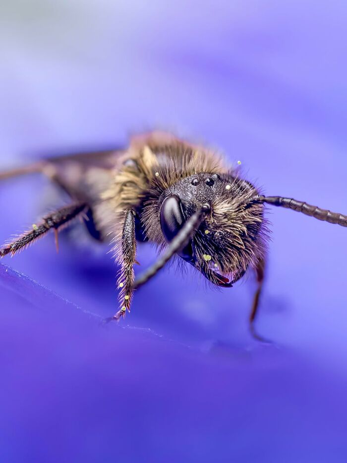 Photographyliss Macro Photo