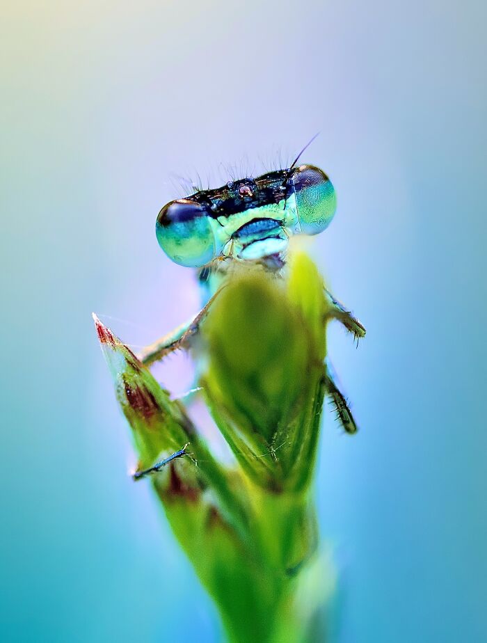 Photographyliss Macro Photo