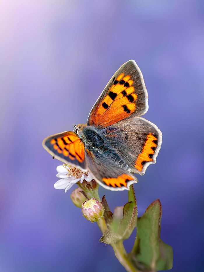 Photographyliss Macro Photo