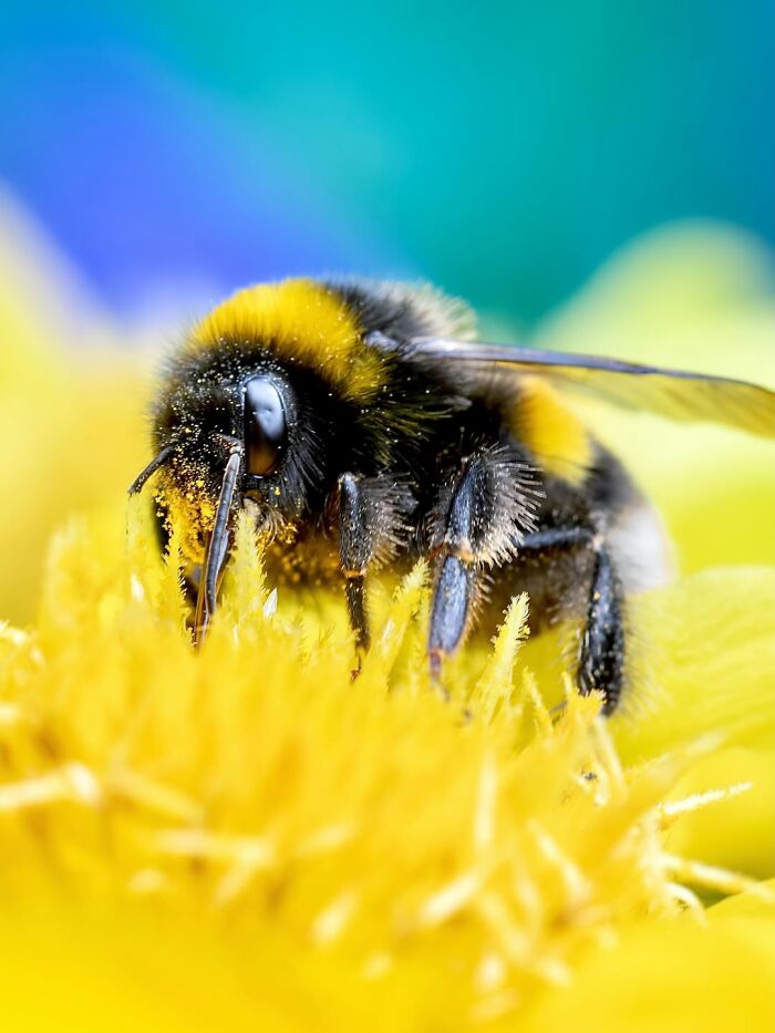 Photographyliss Macro Photo