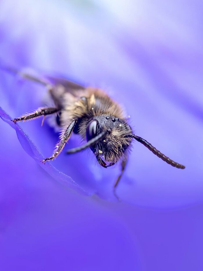 Photographyliss Macro Photo