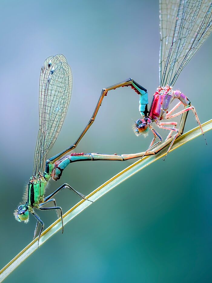 Photographyliss Macro Photo