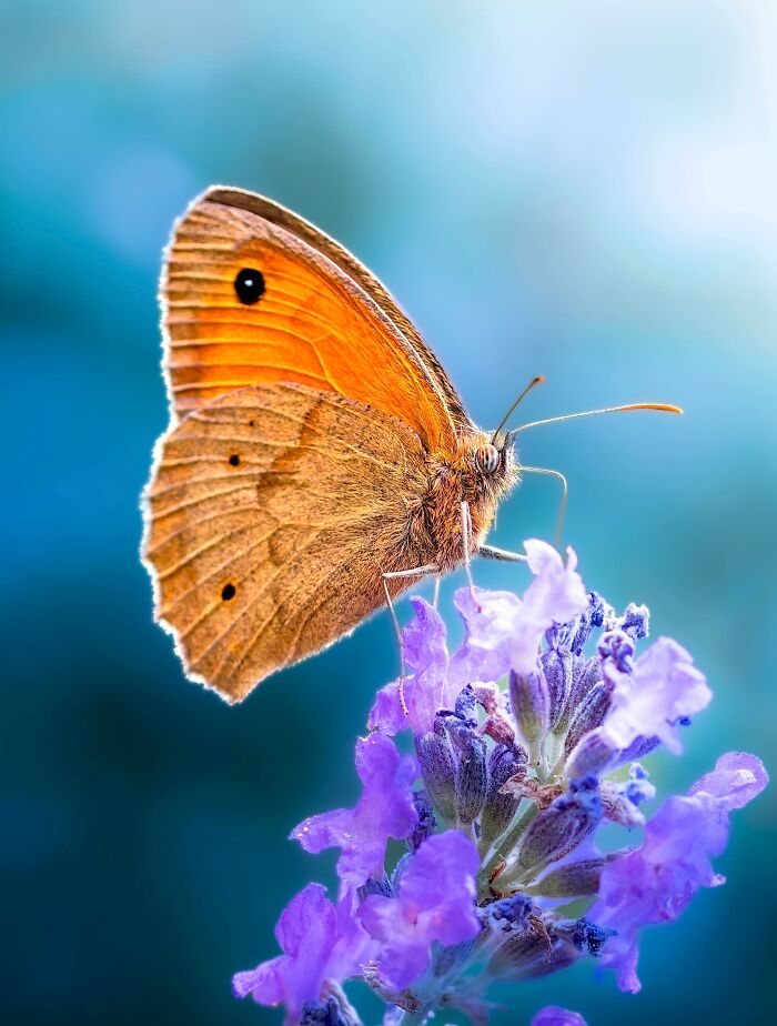 Photographyliss Macro Photo