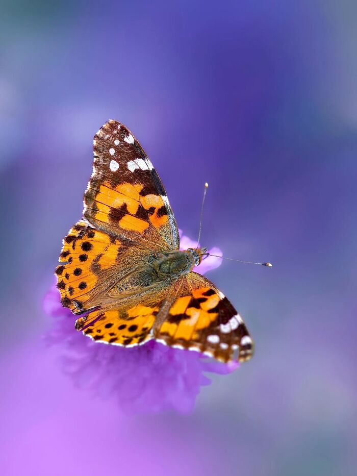 Photographyliss Macro Photo