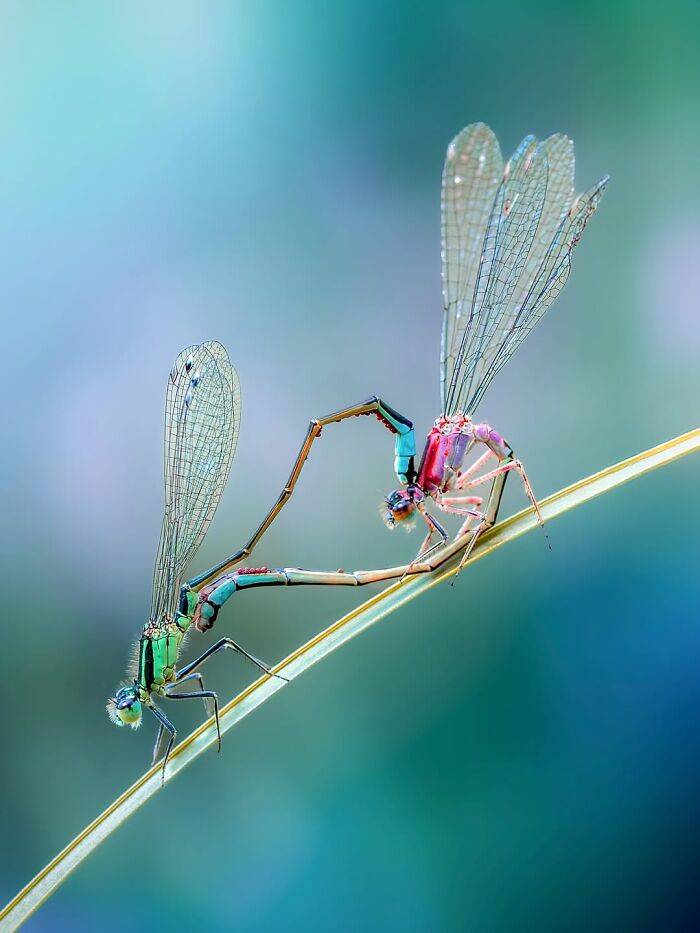 Photographyliss Macro Photo