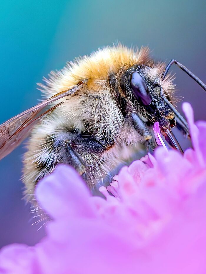 Photographyliss Macro Photo