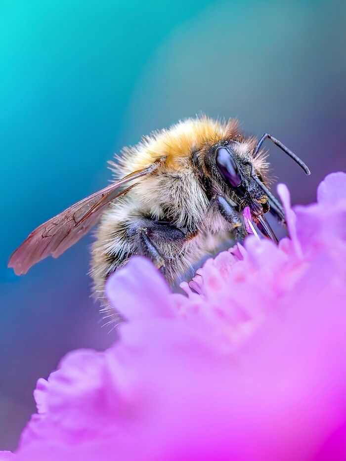 Photographyliss Macro Photo