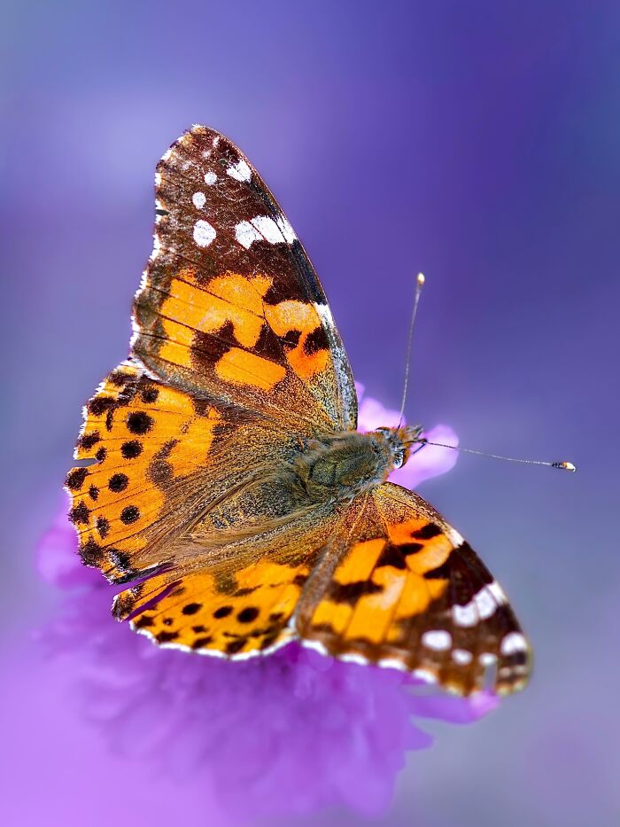 Photographyliss Macro Photo