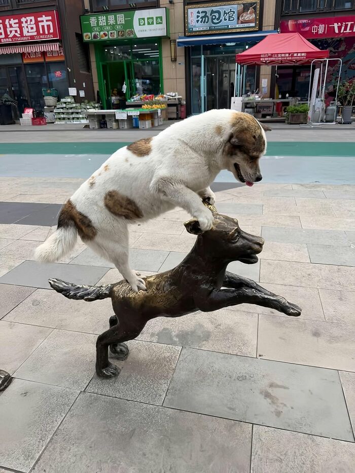 An absurd photography awards image of a dog standing on a dog statue in a city street.
