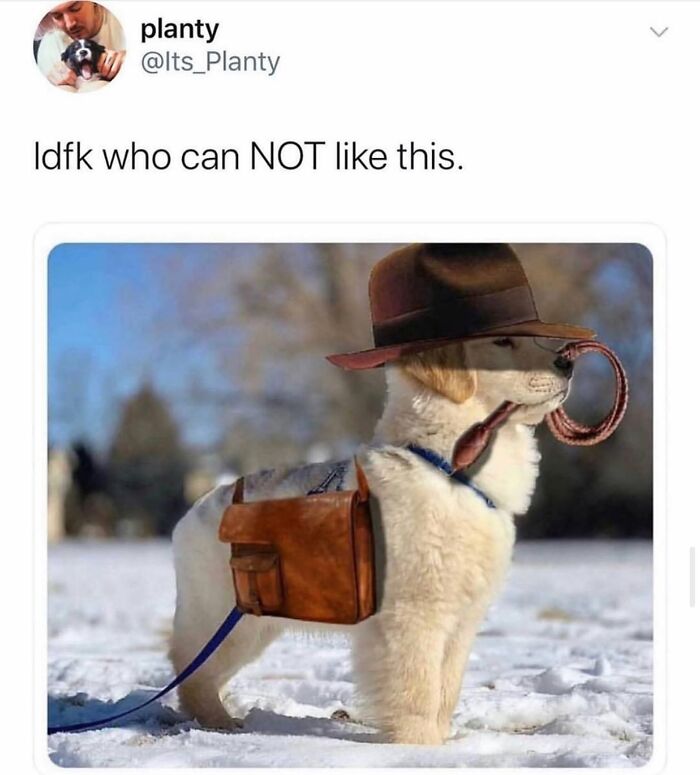 A golden retriever dog meme dressed as Indiana Jones in the snow, wearing a fedora and carrying a whip and satchel.
