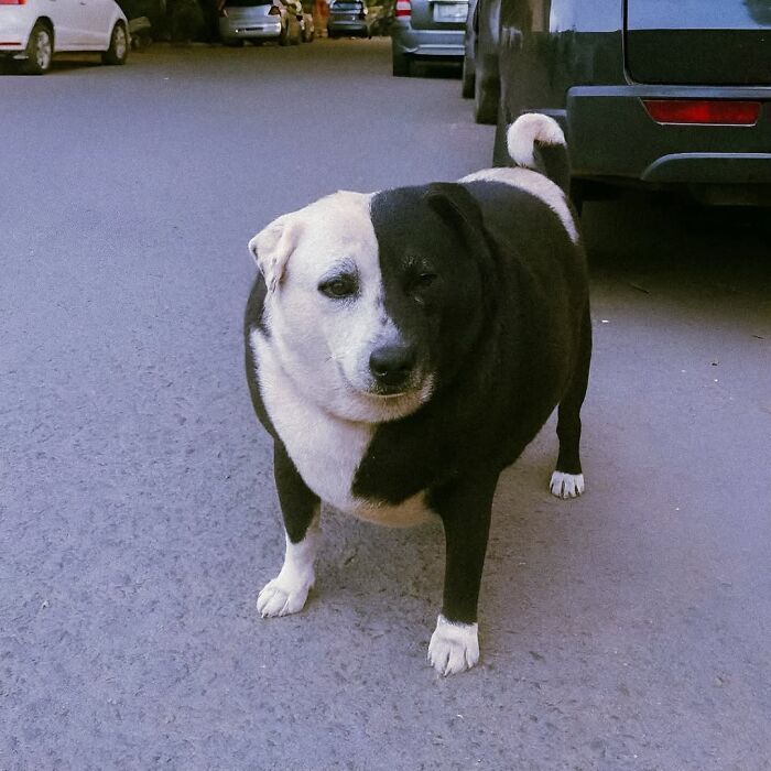 A black and white artistic dog image features a dog with a distinctive half-white, half-black face.