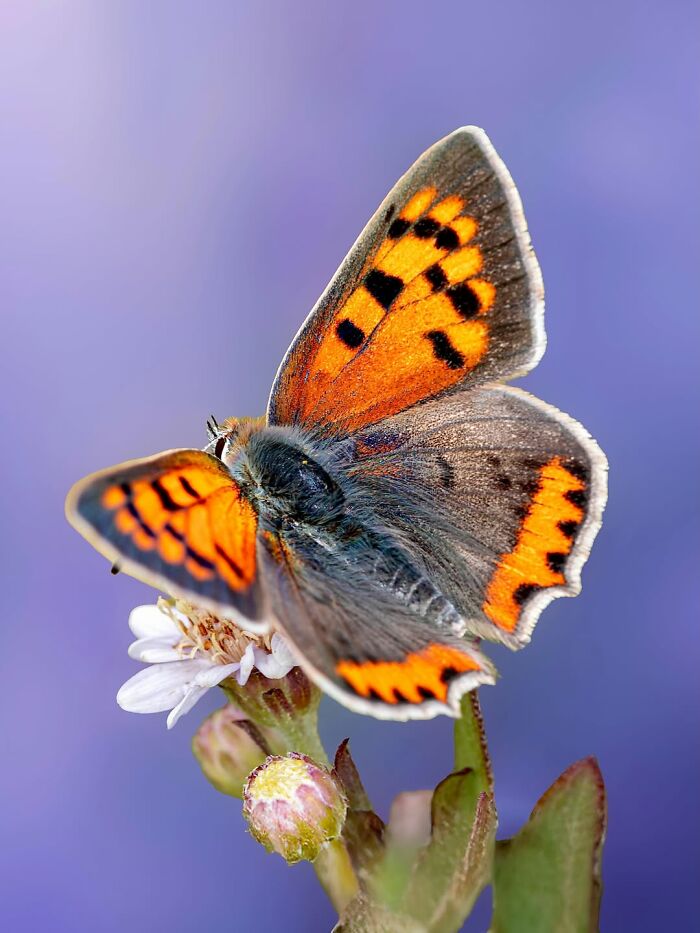 Photographyliss Macro Photo