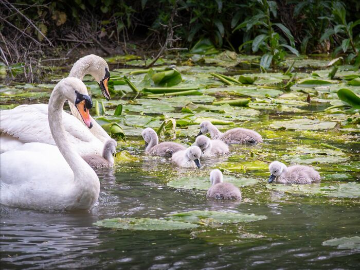 40 Amazing Animal Photos That Prove Nature And Pets Never Run Out Of Surprises