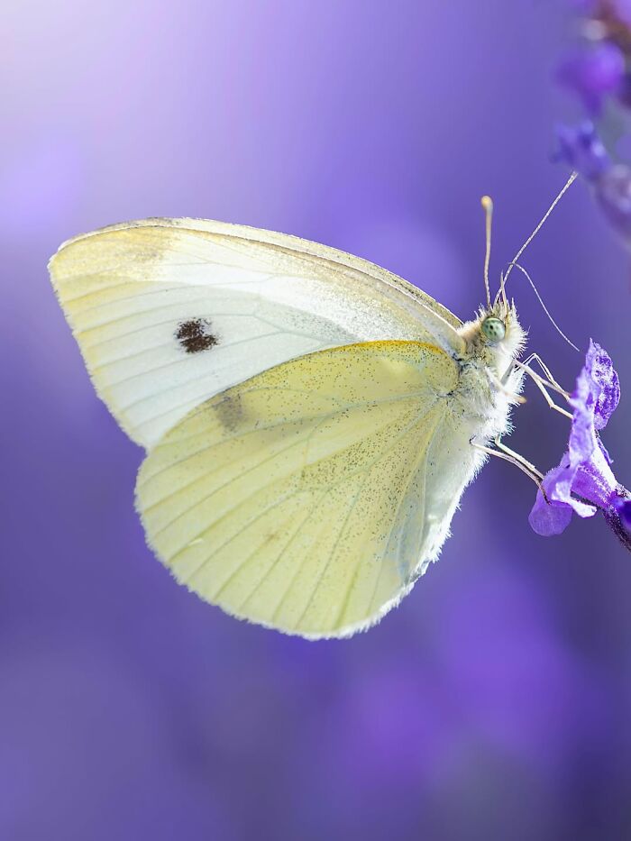 Photographyliss Macro Photo
