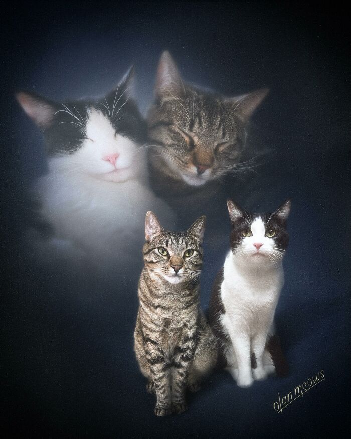 Over-the-top 80s portrait of two cats, one tabby and one black and white, with their ghostly images.