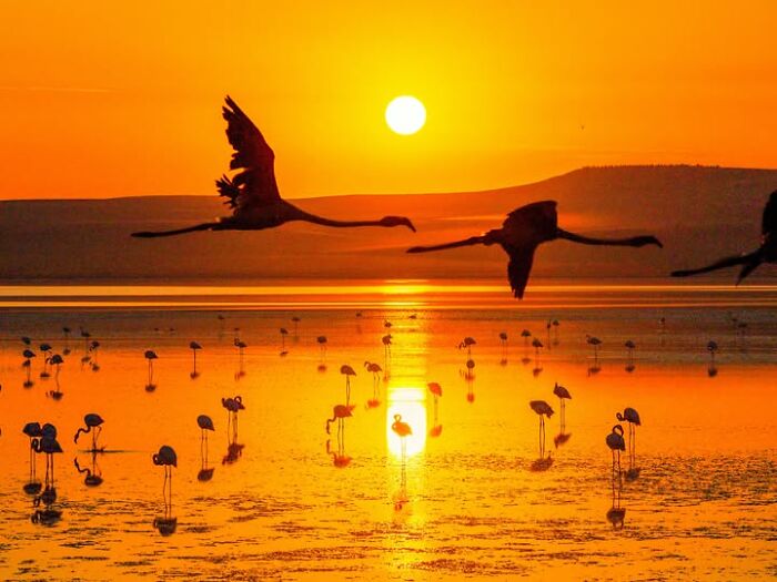 Murat Bakmaz captures the beauty of everyday life, with flamingos silhouetted against a golden sunset.